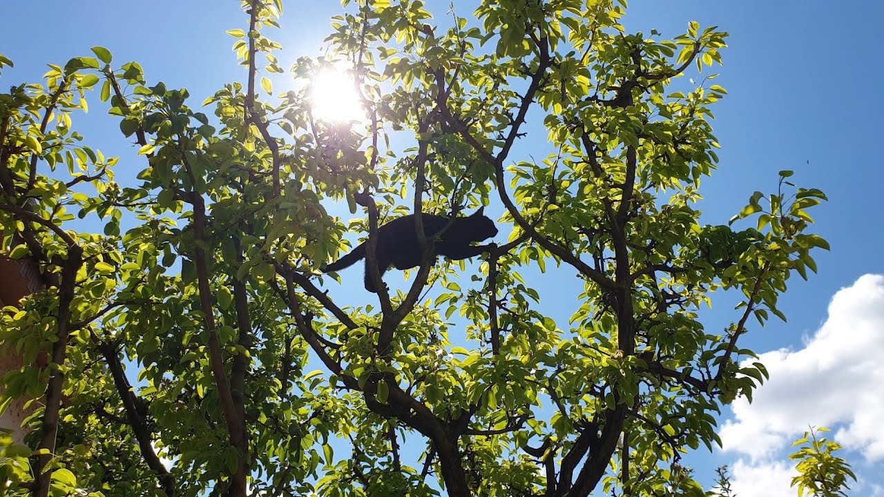 Little Black Panther Climbs Tree