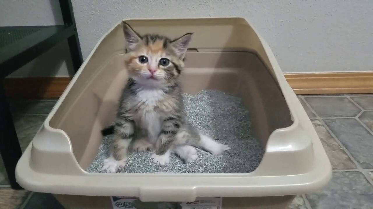 Try not to laugh kitten pooping