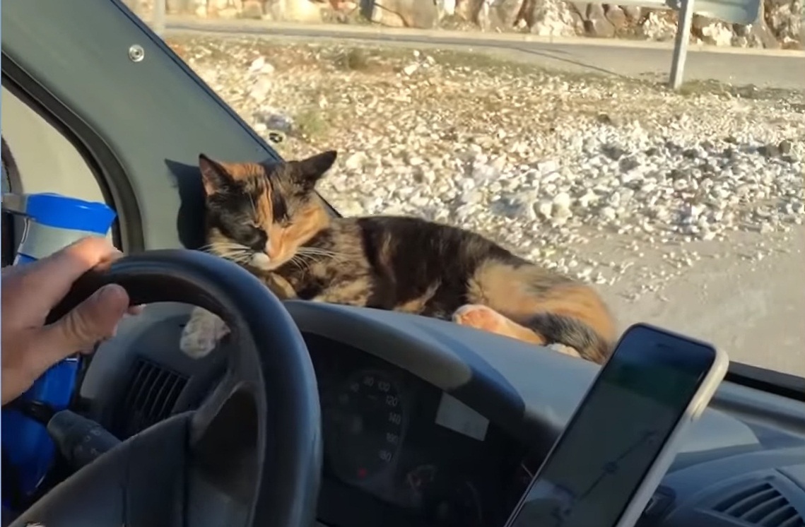 Stray cat found a loving family and now she travels around the world