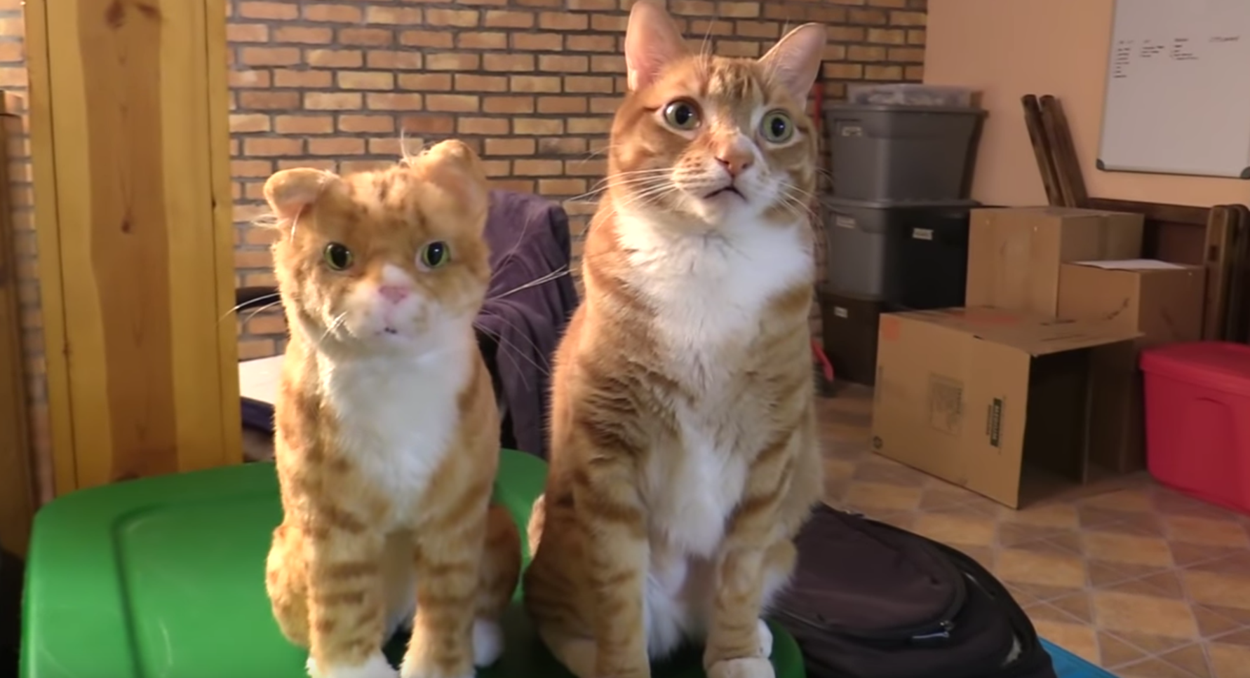 Cole And Marmalade React To Fake Cats