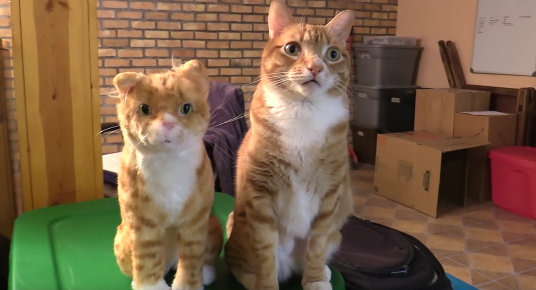 Поддельный кот. Cole and Marmalade.