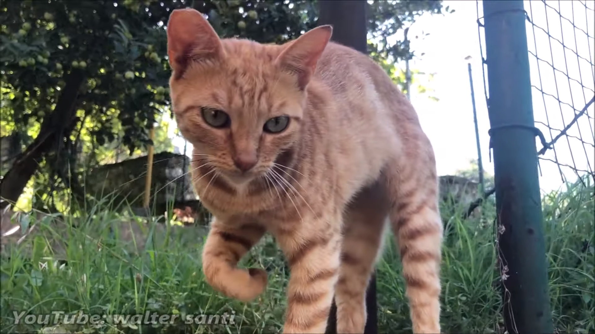 Injured stray kitty is very happy to see that she gets healthier