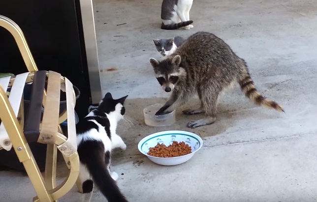 Funny Raccoon Steals Cat's Food