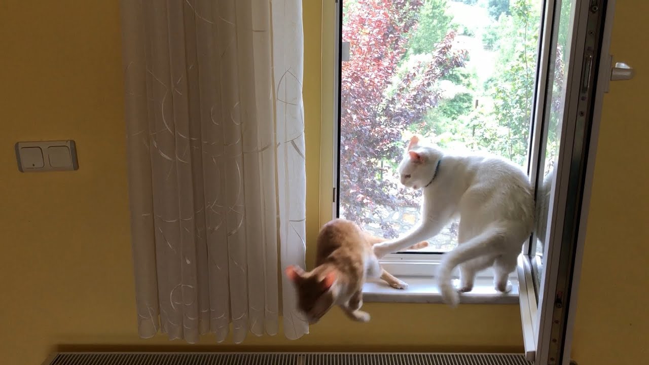 Cats fight over the best spot at the window
