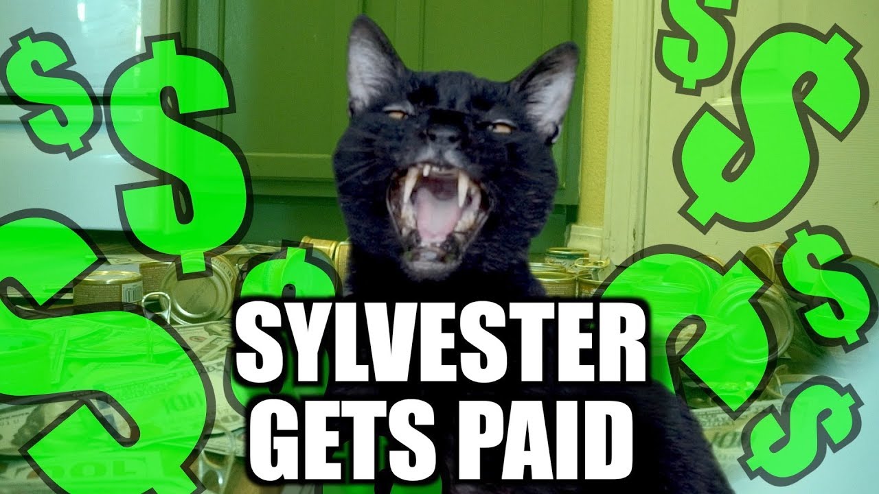Sylvester's pay day! - Talking Kitty Cat