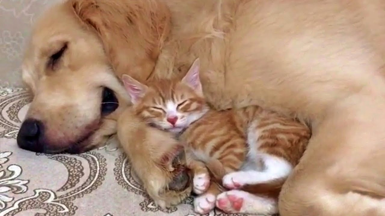 Gentle Golden Retreiver And Kitten