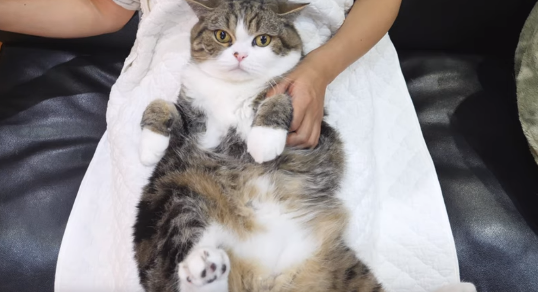 Toothbrush time for Maru and Hana