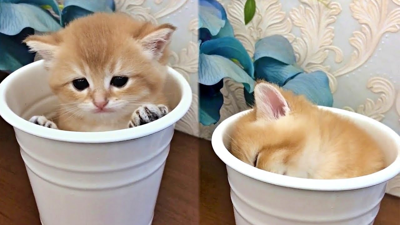 Cute Kitten Falls Asleep In Flower Pot