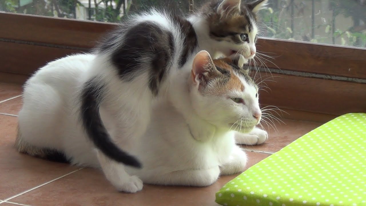Patient Mother With 5 Crazy Kittens