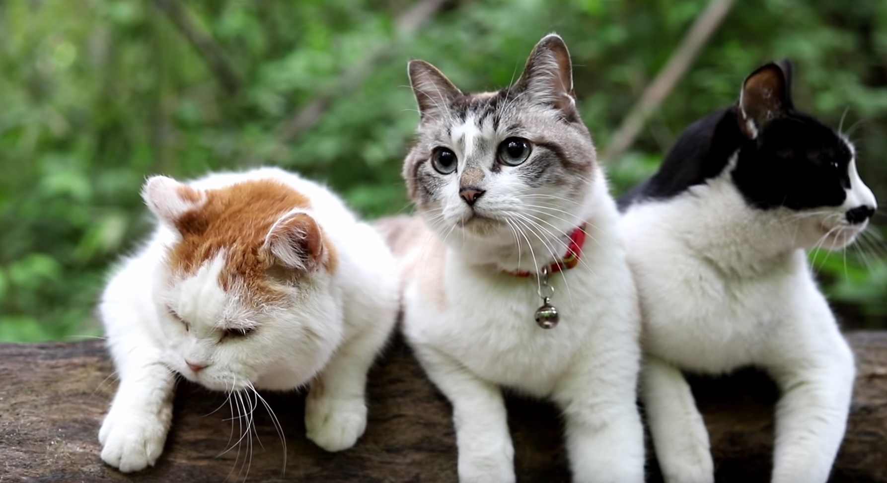 Cats Hanging Out In Nature