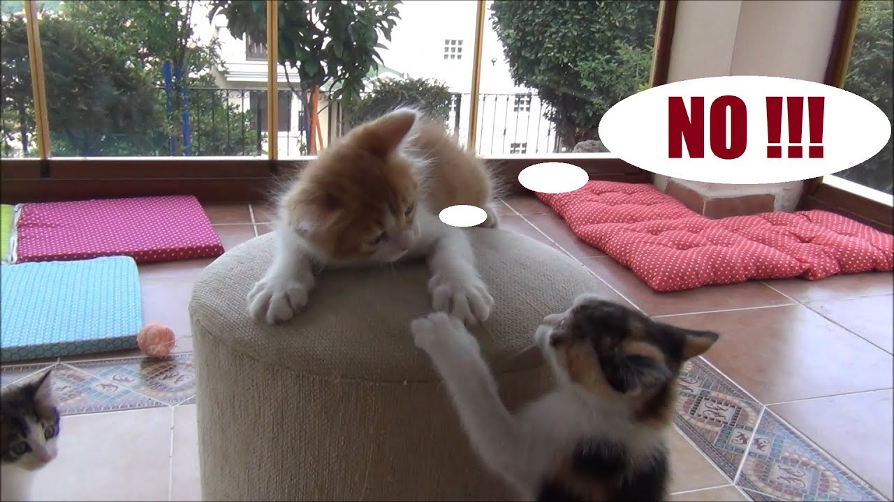 Kitten fighting to defend his top spot