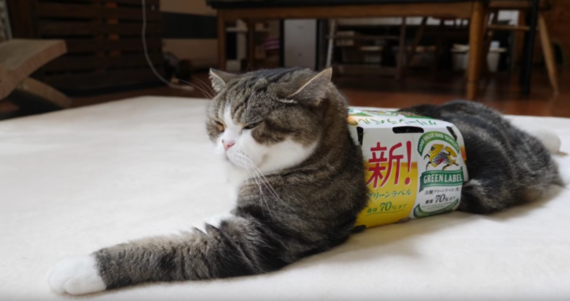 Maru Puts On The Box