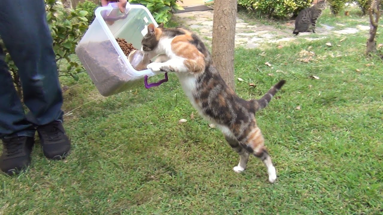 Nothing can stand between a cat and her food!