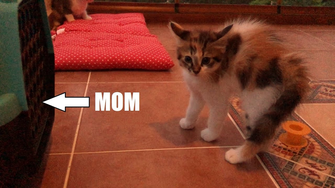 Kittens don't recognise mother cat after vet visit