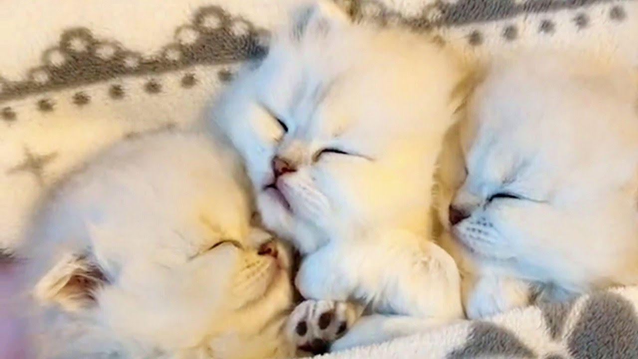 Three Cute Snuggly Kittens