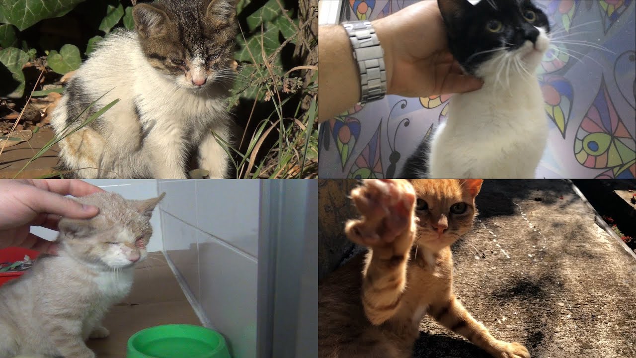 The wonderful transformation of 4 rescued cats