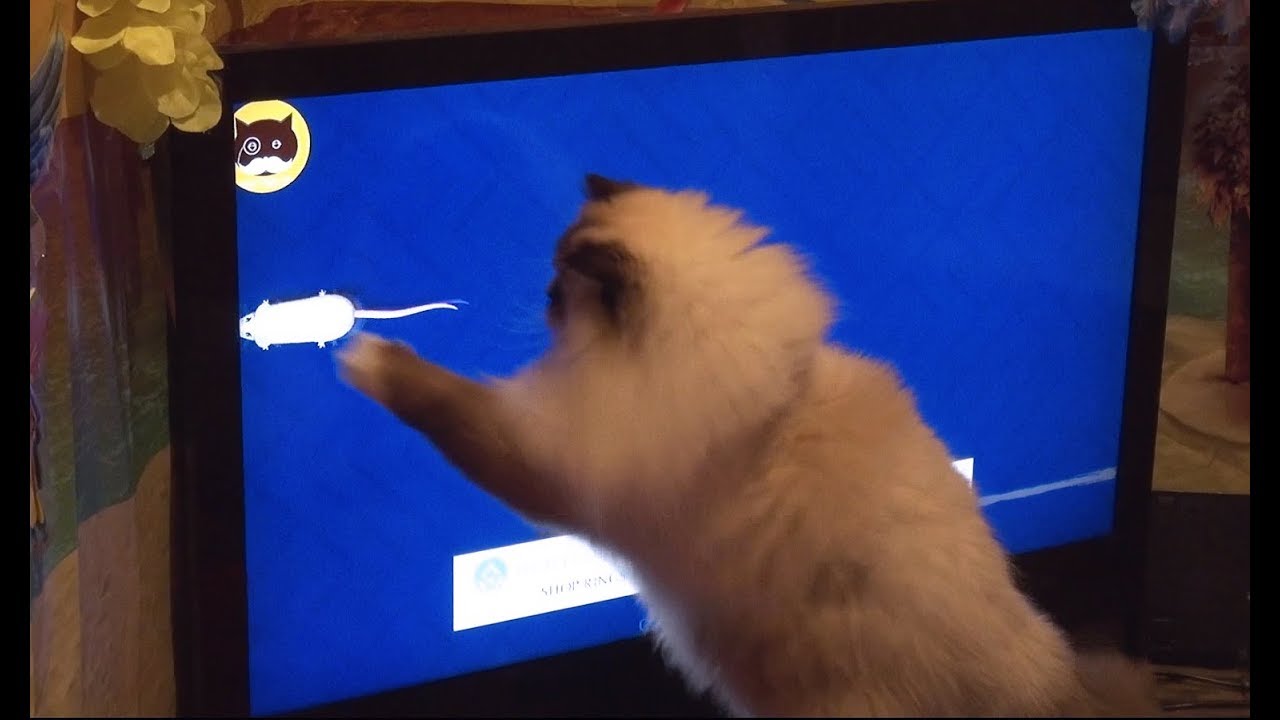 Fluffy cat having a lot of fun while playing on the TV