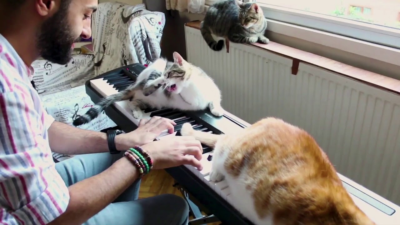 Playing Some Music For His Cats