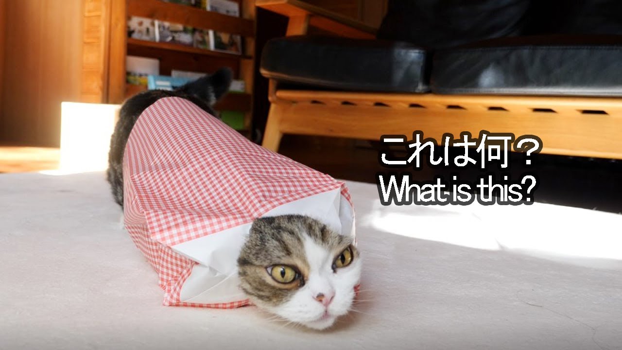 Maru And The Paper Bag