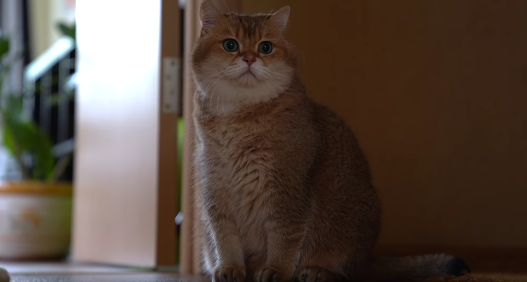 Hosico's Fluffy Cheeks