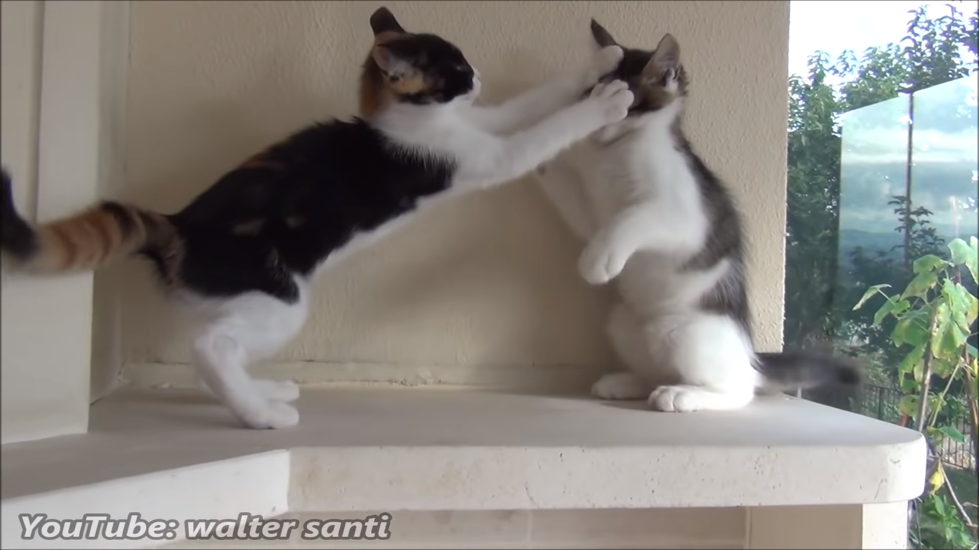 The most playful kittens in the world