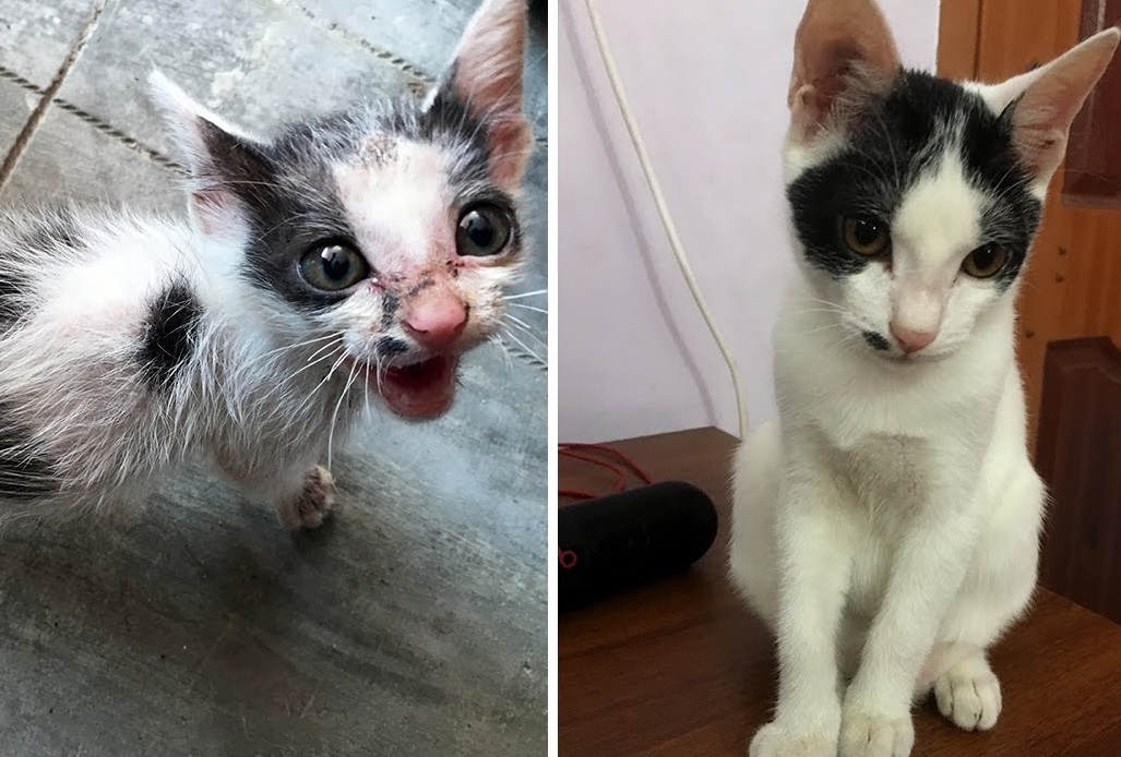  Abandoned Kitten Amazing Transformation After Rescue