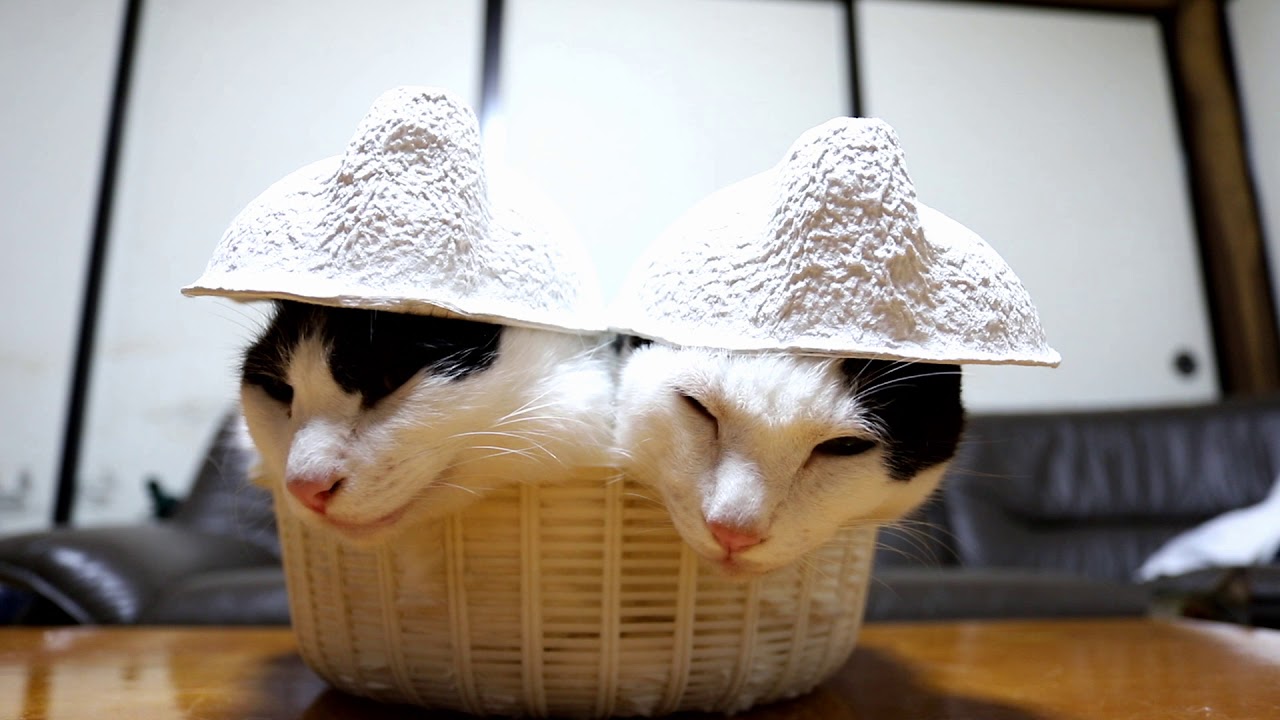 Cute Cats Wearing Hats
