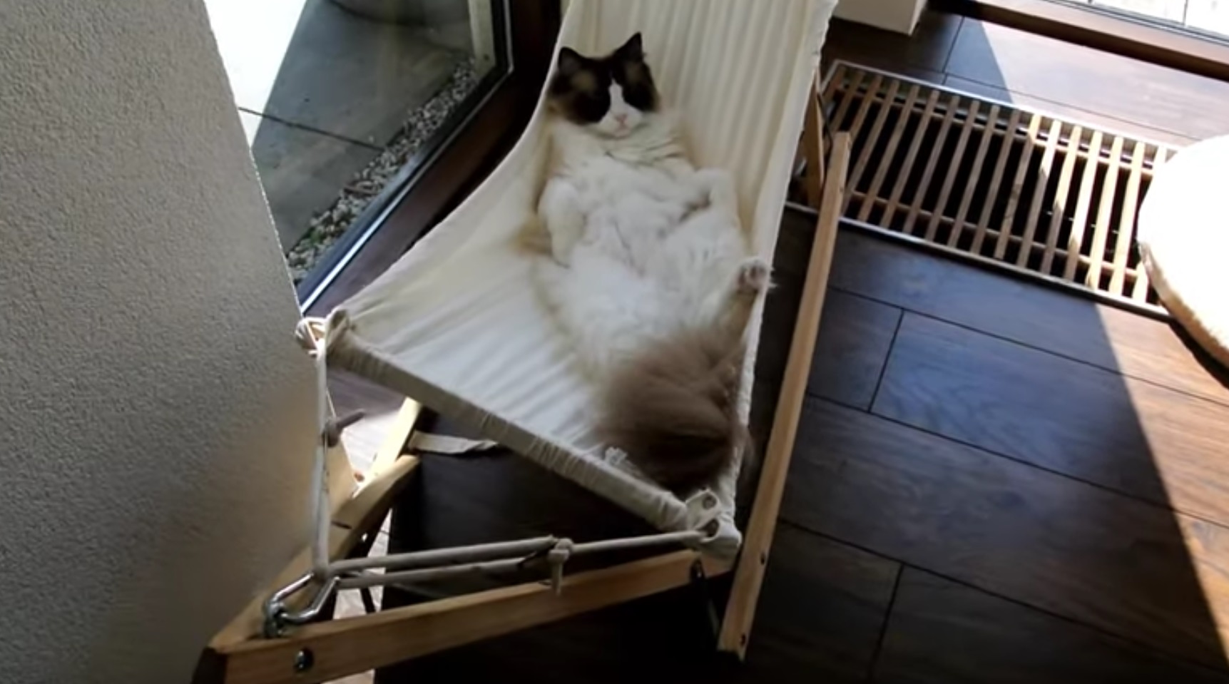 Cats And The Hammock