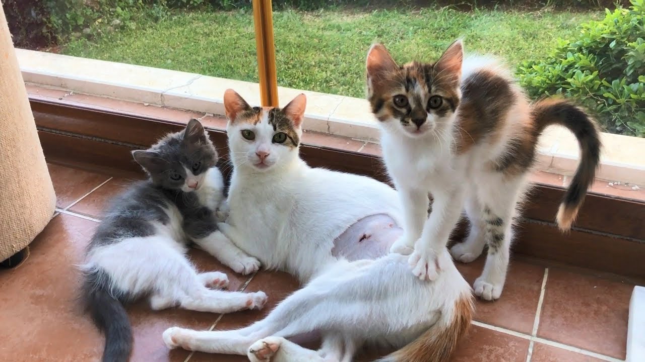 The wholesome story of a cat and her 5 kittens