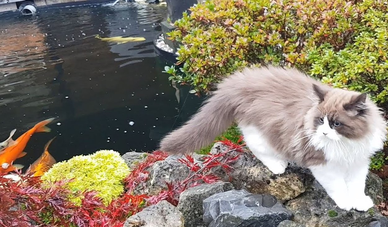 Cute Ragdoll Kitten Exploring