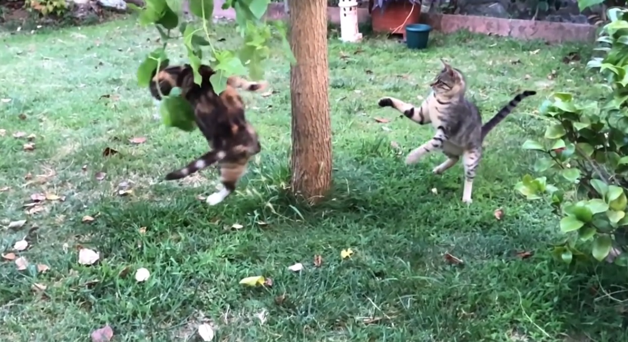 Funny Cats In The Garden