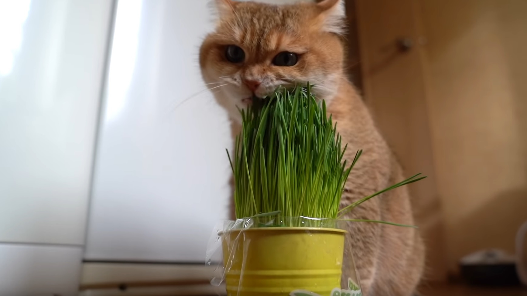 Hosico's Breakfast