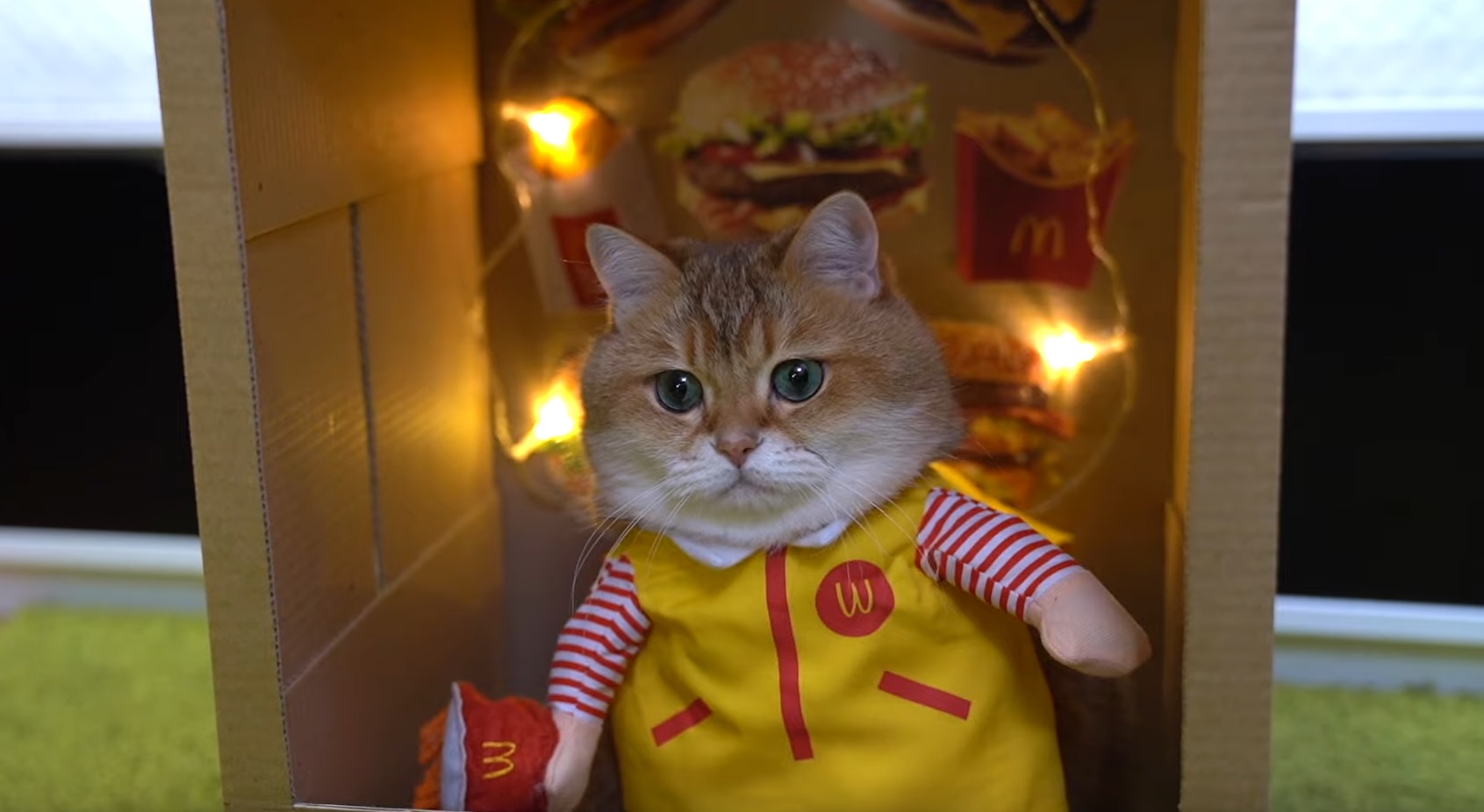 Hosico Ready For Your Order