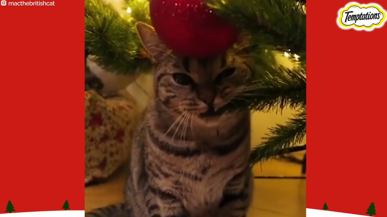 Cats Vs Christmas Trees