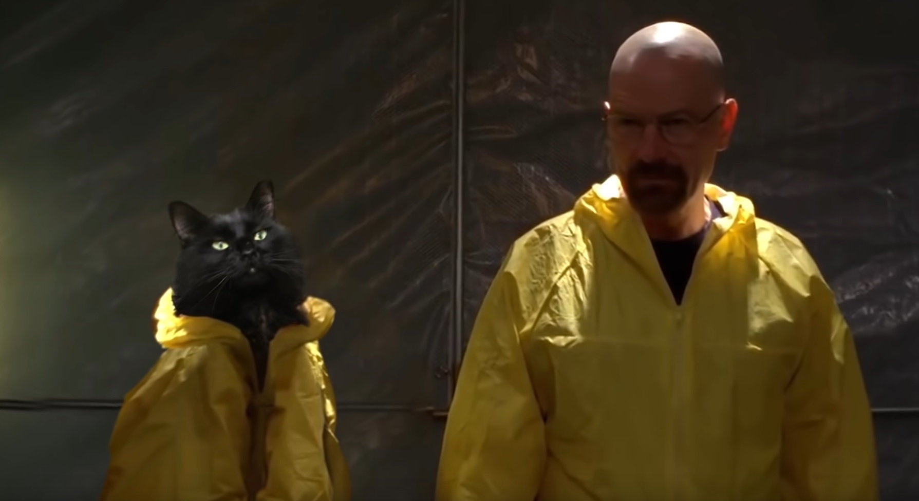 If Walter White Had A Cat