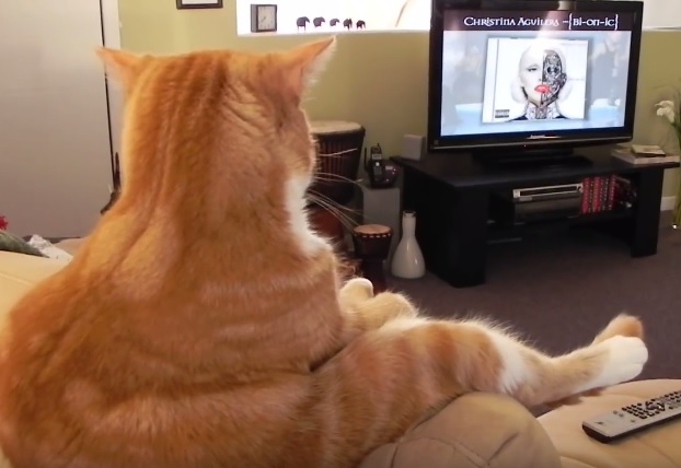 Funny Cat Sitting And Watching Tv