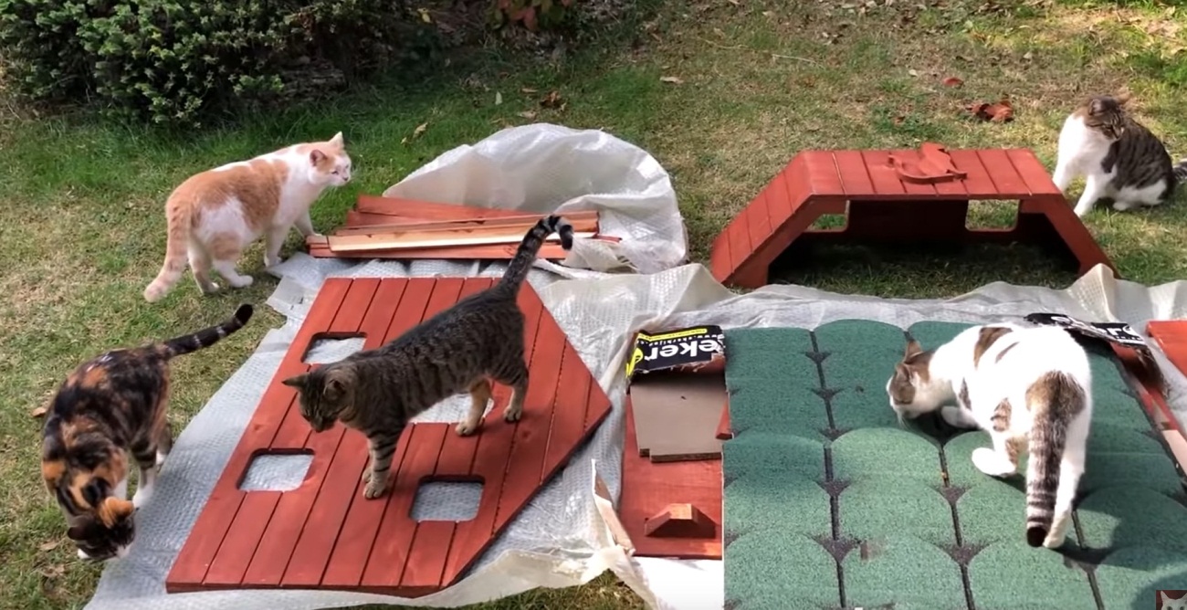 Building A House For His Cats
