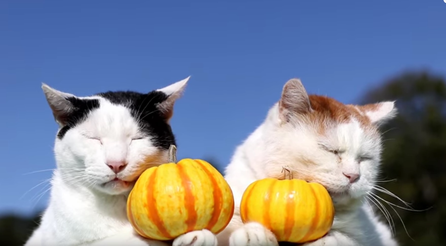 Pumpkin Kitties