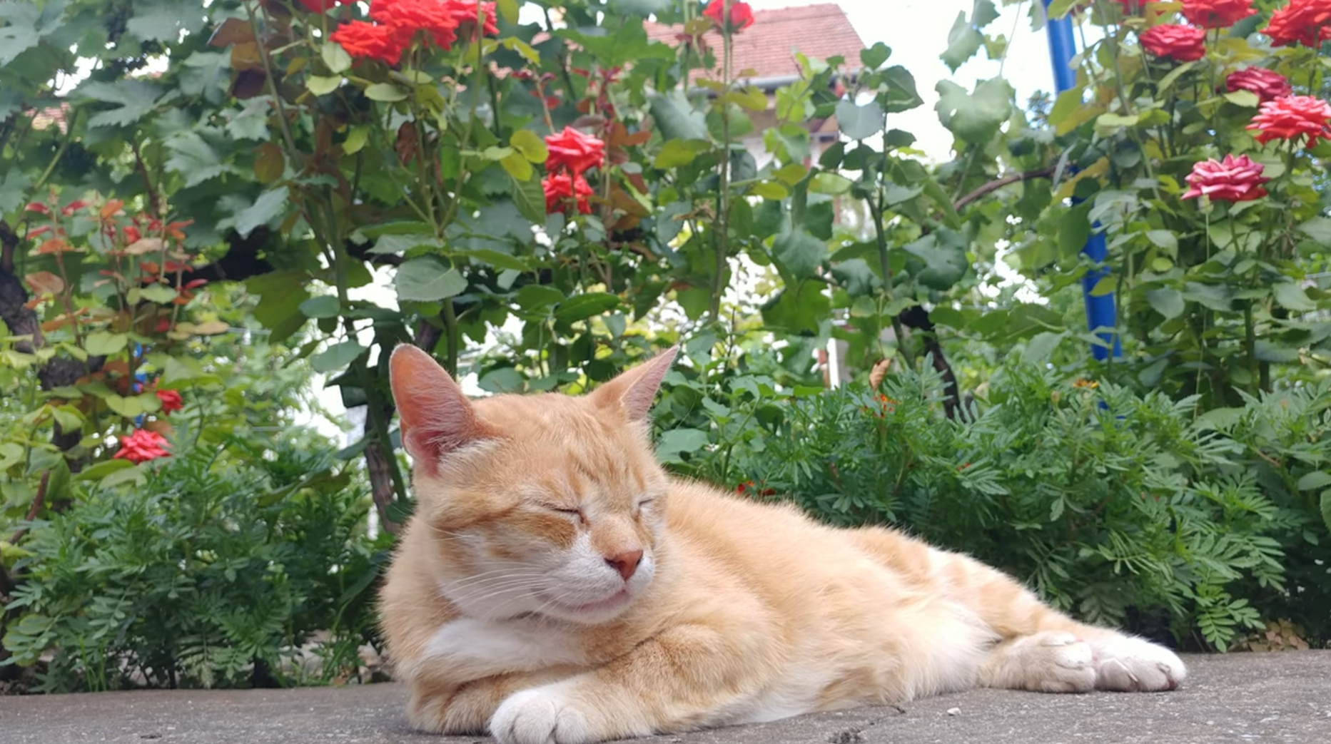 Gale Relaxes In Garden