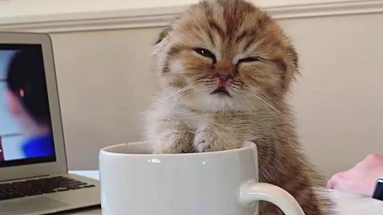 Irresistibly Cute Munchkin Kitten