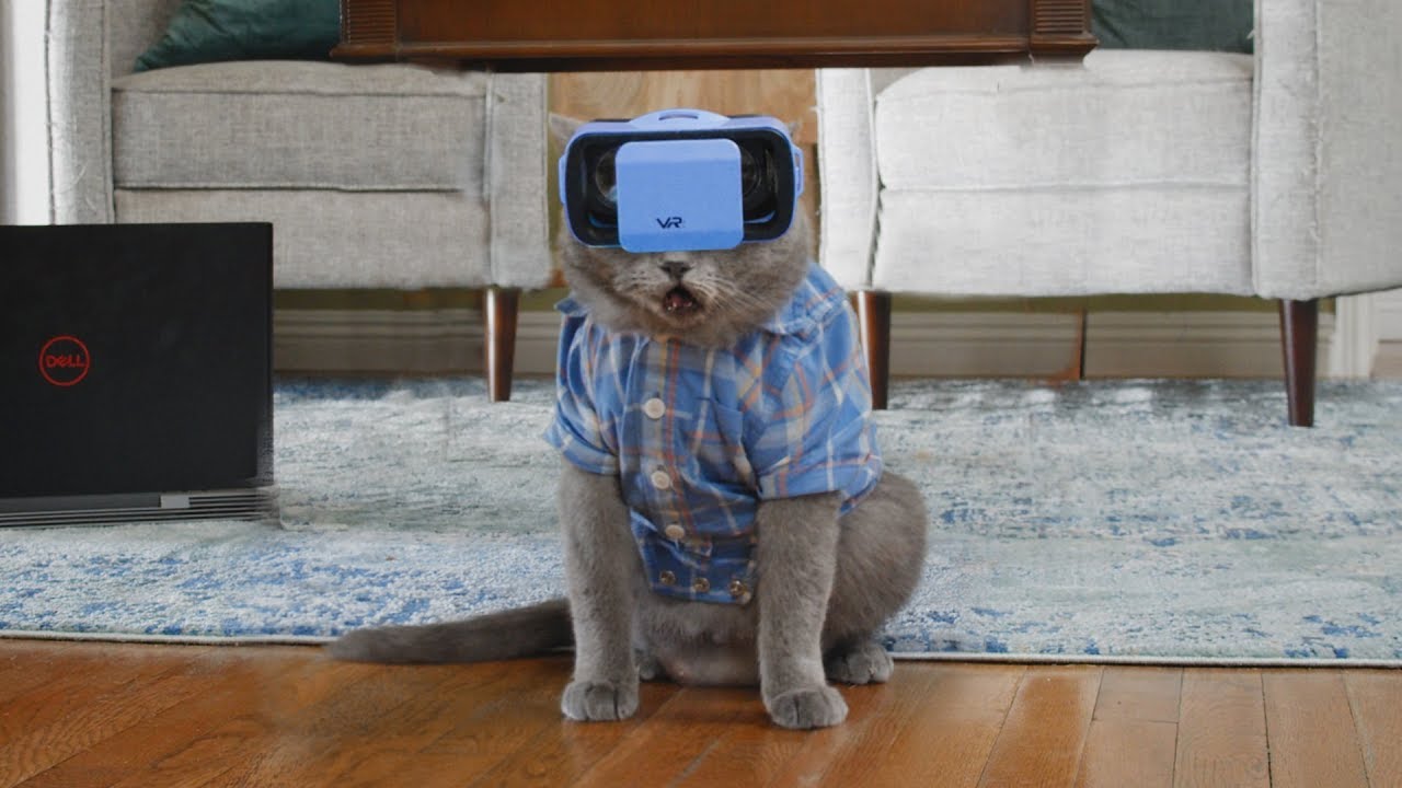 Cat tries Dating Simulator in VR (Aaron's Animals)
