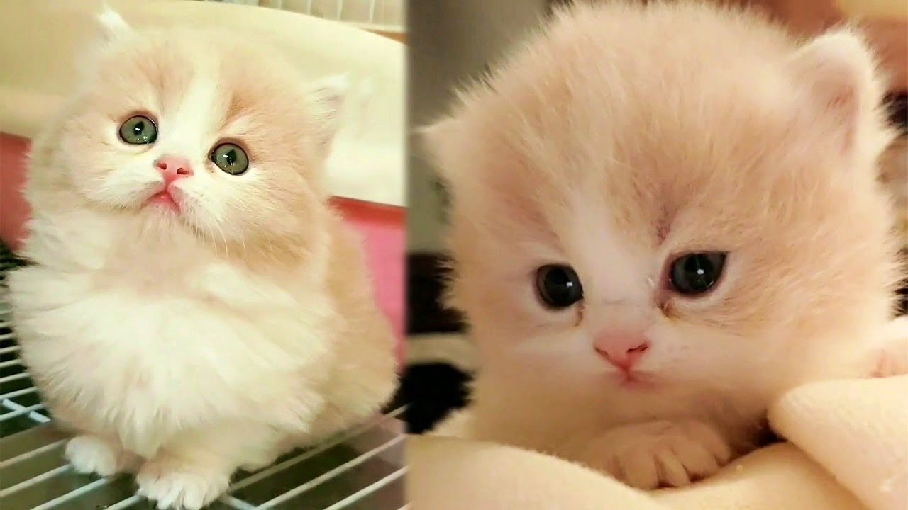 Cute Fuzzy Munchkin Kitty