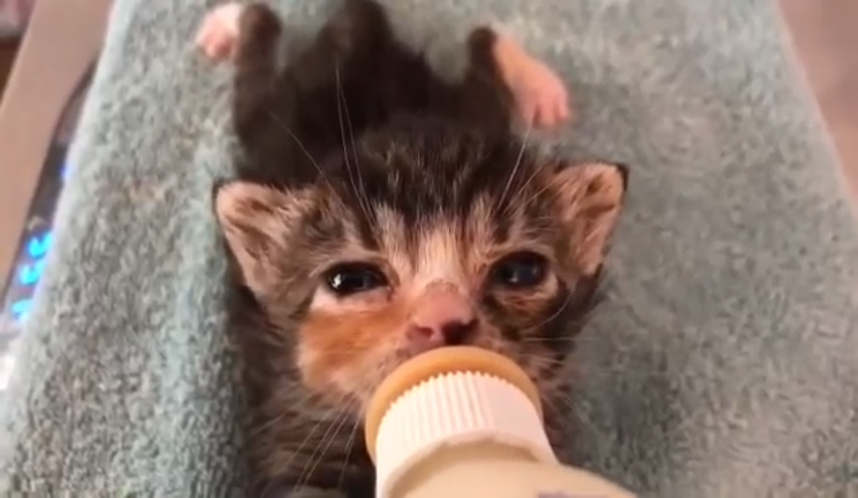Cute kittens bottle feeding