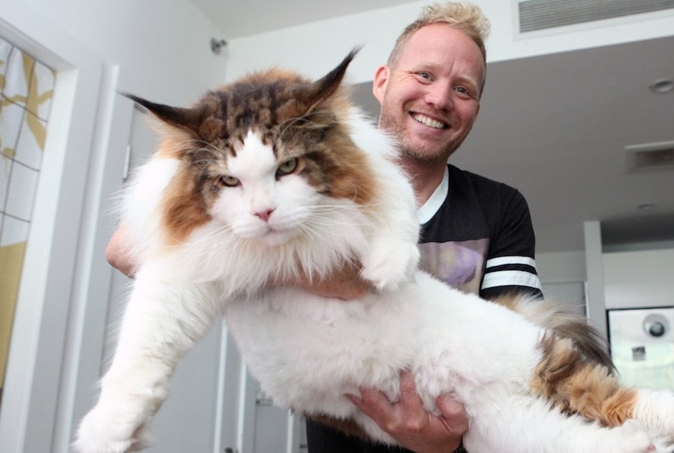 This Cat Is 4ft Long: CUTE AS FLUFF