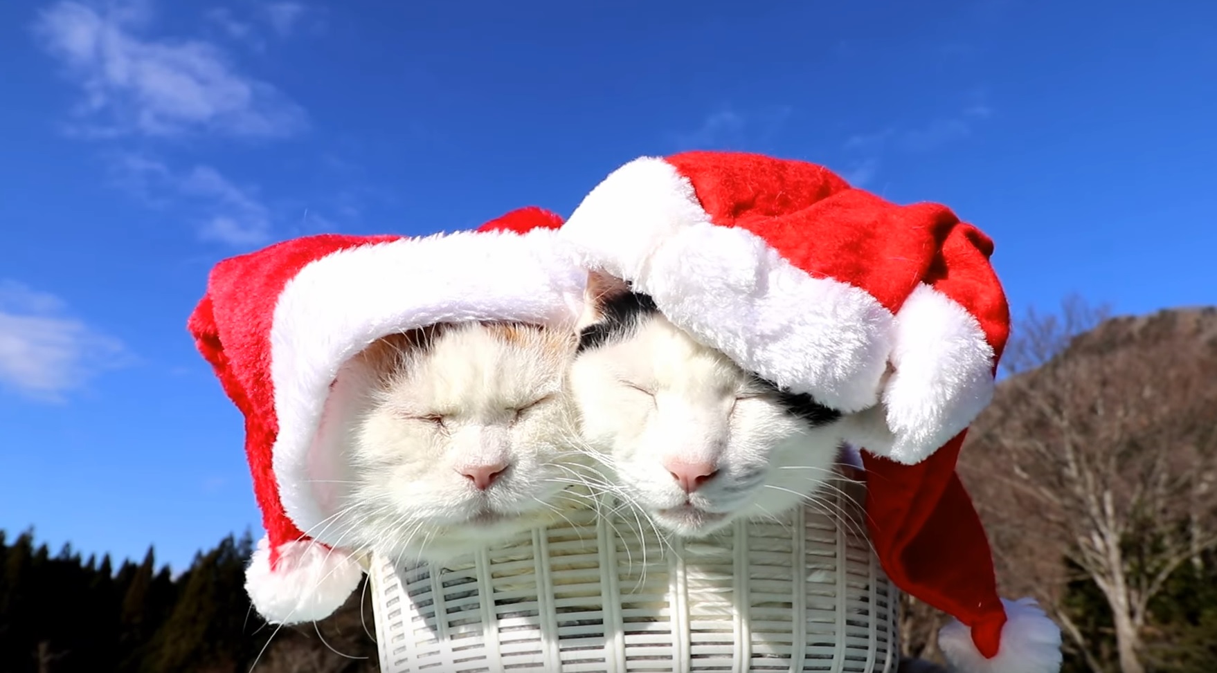 Merry Catmas Everyone