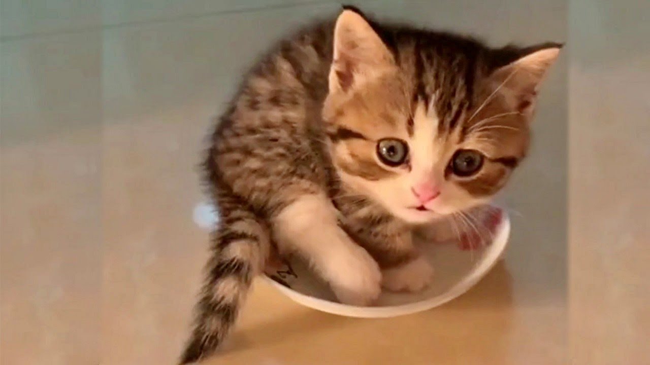 This Adorable Kitten Will Make Your Day