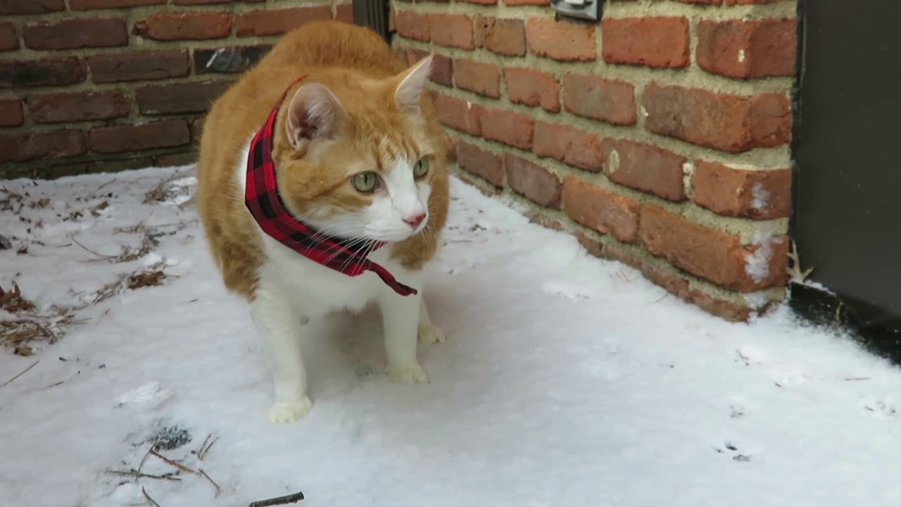 Butters Takes A Walk In The Snow