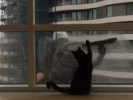 Cat Plays With The Windows Cleaner