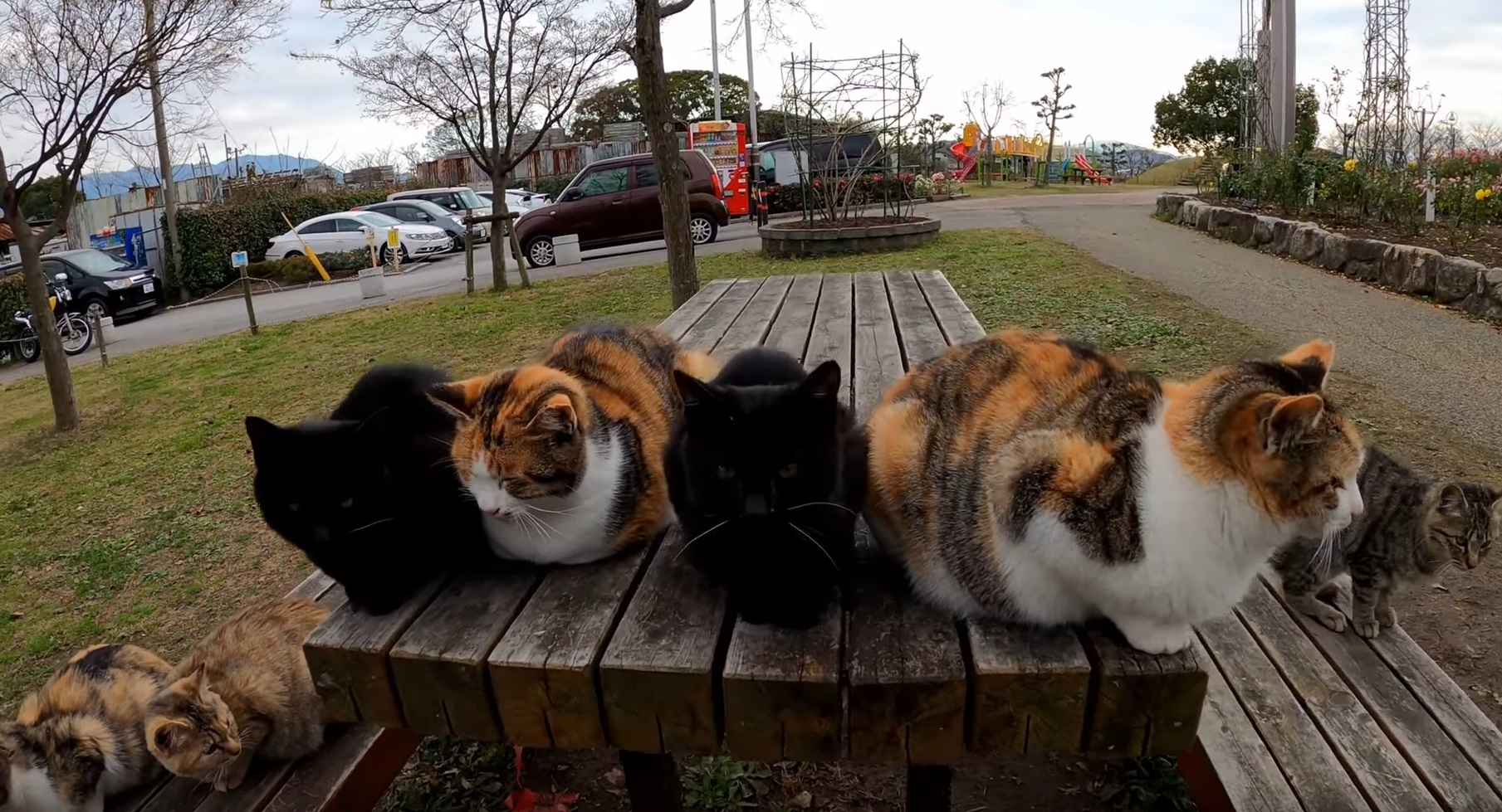 Kitty Gang In The Park