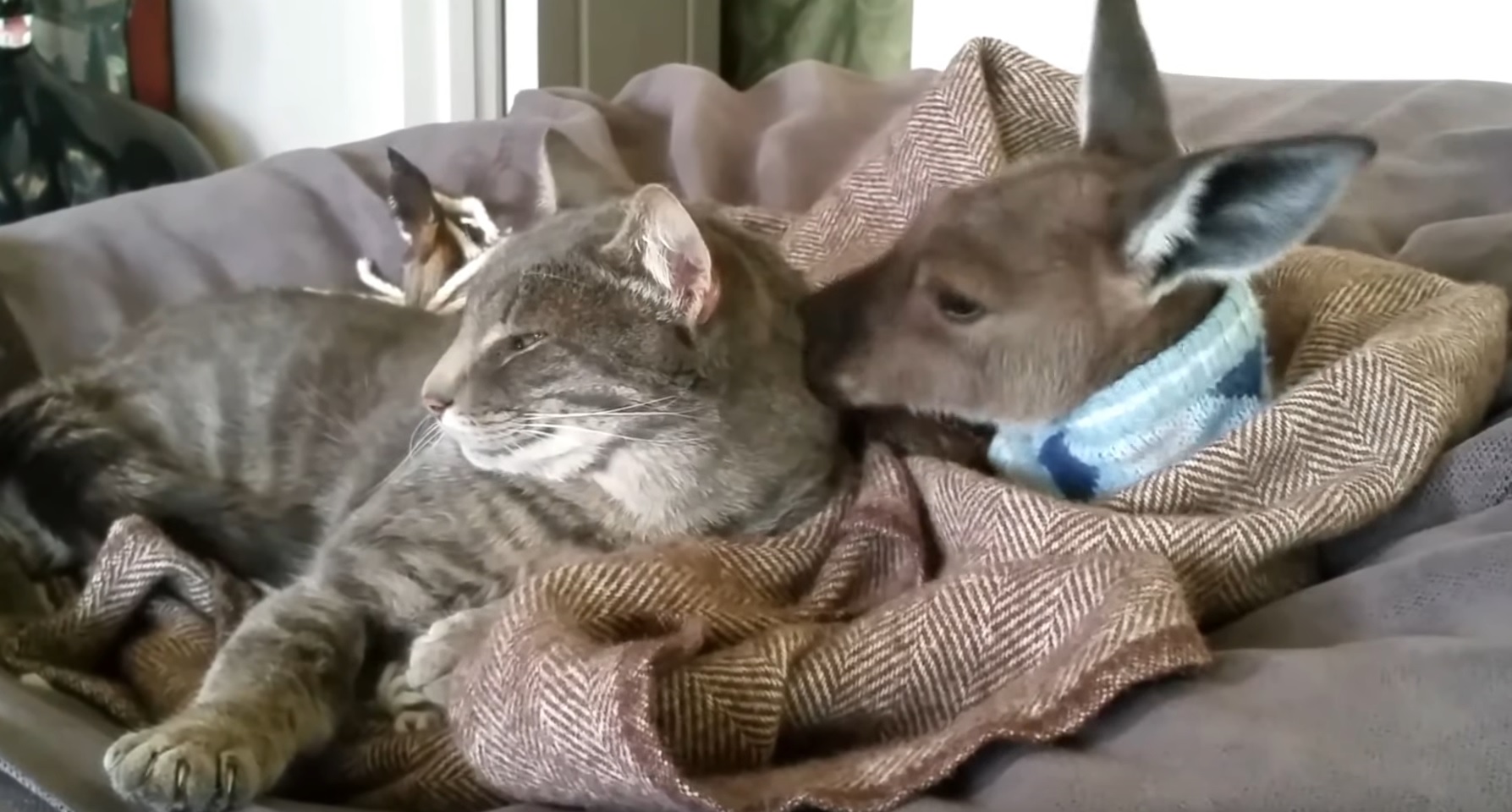 Cat And Kangaroo Cute Friendship